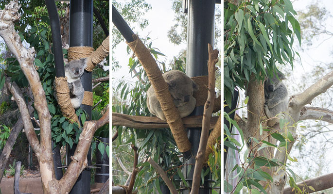 Koala  San Diego Zoo Animals & Plants