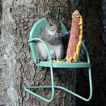 ecureuil et sa chaise