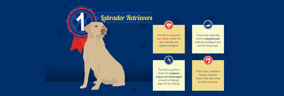 labrador-retreivers-1