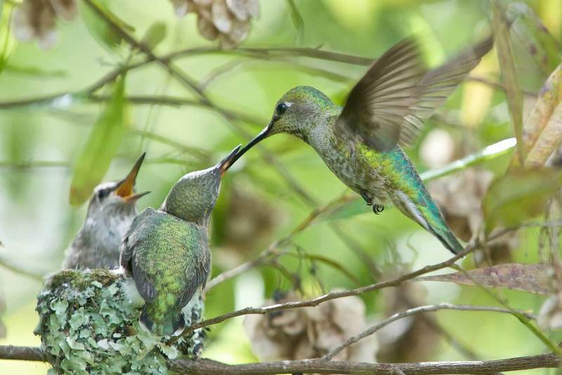 Nesting-Annas-Hummingbird-Almost-Adults