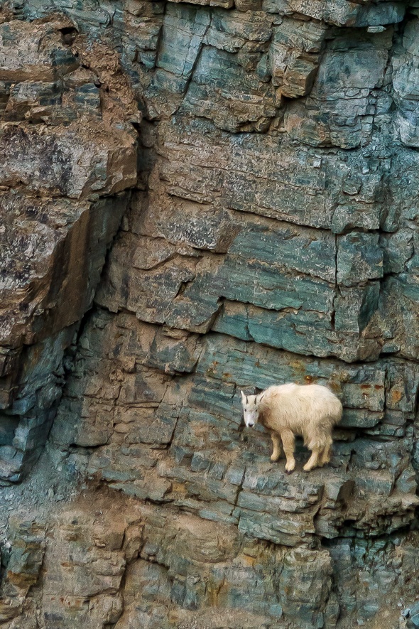 mountain goat