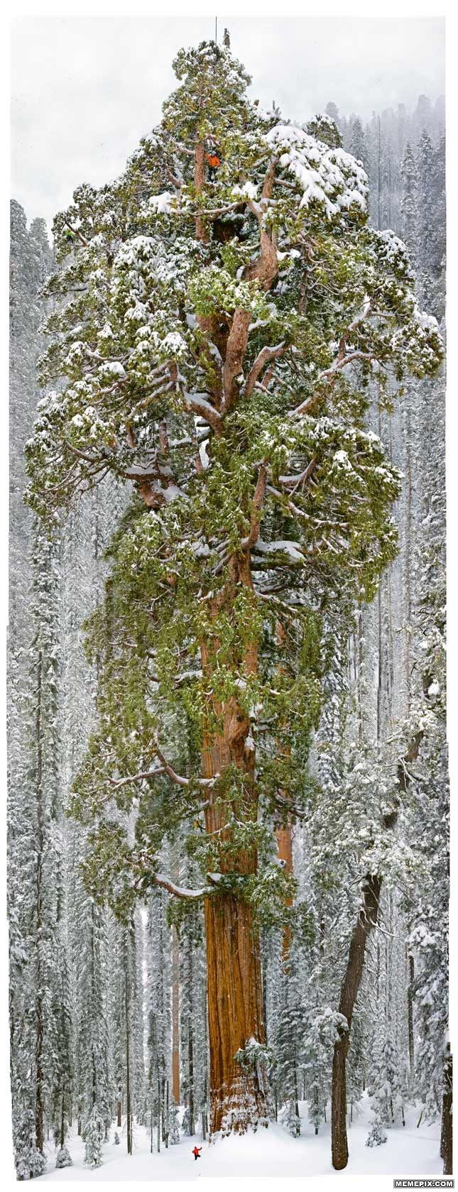 sequoia